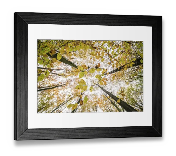 Framed Print : Autumn-colours foliage of a Beech (Fagus sp. ) tree, seen from a worm's eye perspective, Speulderbos, Gelderland, The Netherlands Framed Print : Autumn-colours foliage of a Beech (Fagus sp. ) tree, seen from a worm's eye perspective, Speulderbos, Gelderland, The Netherlands