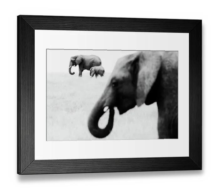 Framed Print : African Elephant (Loxodonta africana) adult with calf crossing savannah with a second adult in the foreground feeding, Maasai Mara National Reserve, Rift Valley Province, Kenya Framed Print : African Elephant (Loxodonta africana) adult with calf crossing savannah with a second adult in the foreground feeding, Maasai Mara National Reserve, Rift Valley Province, Kenya