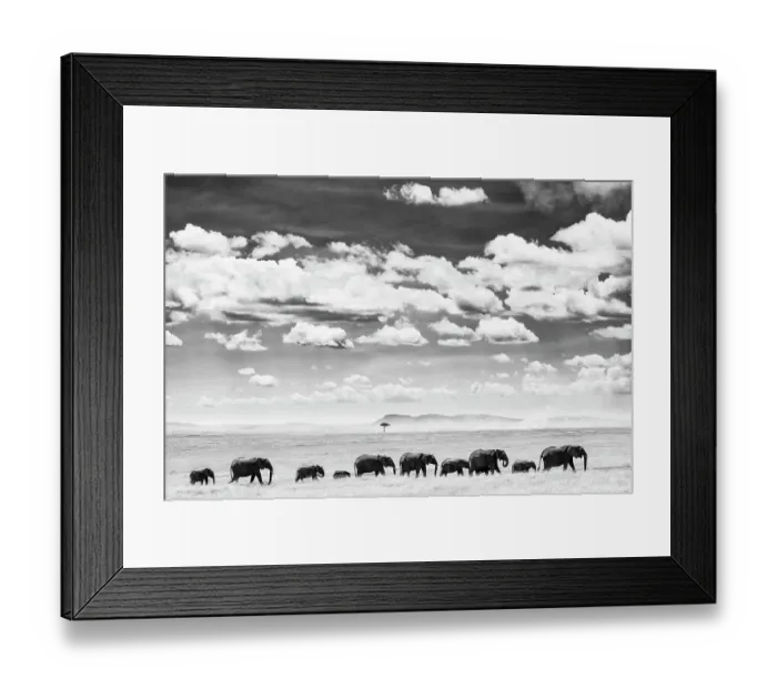 Framed Print : African Elephant (Loxodonta africana) herd of African elephants crossing savannah, Maasai Mara National Reserve, Rift Valley Province, Kenya Framed Print : African Elephant (Loxodonta africana) herd of African elephants crossing savannah, Maasai Mara National Reserve, Rift Valley Province, Kenya