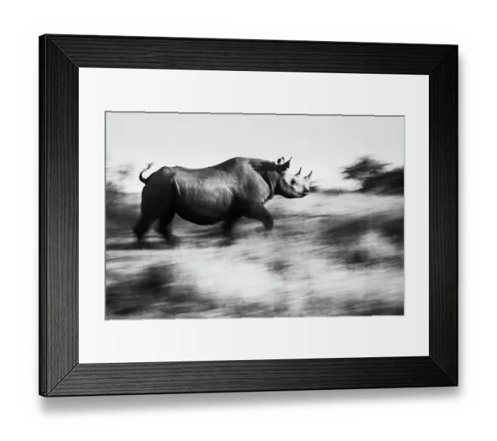 Framed Print : Black Rhinoceros (Diceros bicornis) running for cover, Maasai Mara National Reserve, Rift Valley Province, Kenya Framed Print : Black Rhinoceros (Diceros bicornis) running for cover, Maasai Mara National Reserve, Rift Valley Province, Kenya
