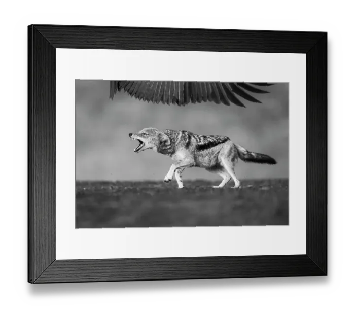Framed Print : Black-backed Jackal (Canis mesomelas) chasing away a vulture from a carcass, Zimanga Private Game Reserve, KwaZulu-Natal, South Africa Framed Print : Black-backed Jackal (Canis mesomelas) chasing away a vulture from a carcass, Zimanga Private Game Reserve, KwaZulu-Natal, South Africa