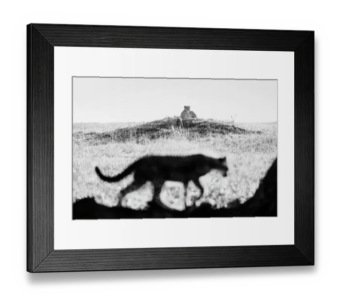 Framed Print : Cheetah (Acinonyx jubatus) mum keeping an eye on her cubs while lying on a termite mound, Maasai Mara National Reserve, Rift Valley Province, Kenya