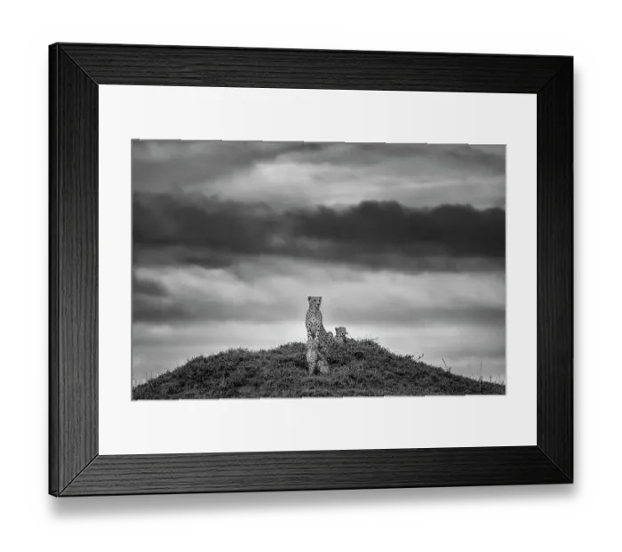 Framed Print : Cheetah (Acinonyx jubatus) mother with two cubs on top of a termite mound overlooking the savanna, Maasai Mara National Reserve, Rift Valley Province, Kenya