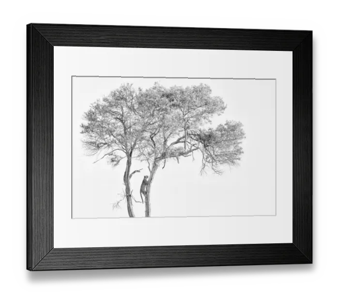 Framed Print : Leopard (Panthera pardus) adult and cub in tree with kill, Maasai Mara National Reserve, Rift Valley Province, Kenya Framed Print : Leopard (Panthera pardus) adult and cub in tree with kill, Maasai Mara National Reserve, Rift Valley Province, Kenya