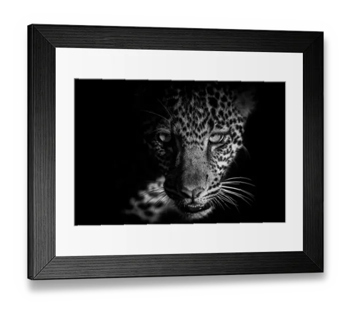 Framed Print : Leopard (Panthera pardus) cub portrait in close up, Maasai Mara National Reserve, Rift Valley Province, Kenya Framed Print : Leopard (Panthera pardus) cub portrait in close up, Maasai Mara National Reserve, Rift Valley Province, Kenya