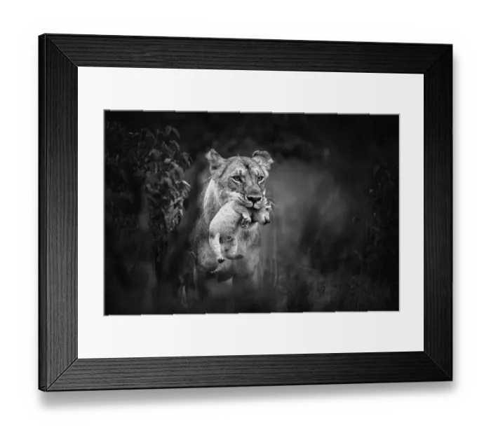 Framed Print : Lioness (Panthera leo) carrying cub, Maasai Mara National Reserve, Rift Valley Province, Kenya Framed Print : Lioness (Panthera leo) carrying cub, Maasai Mara National Reserve, Rift Valley Province, Kenya