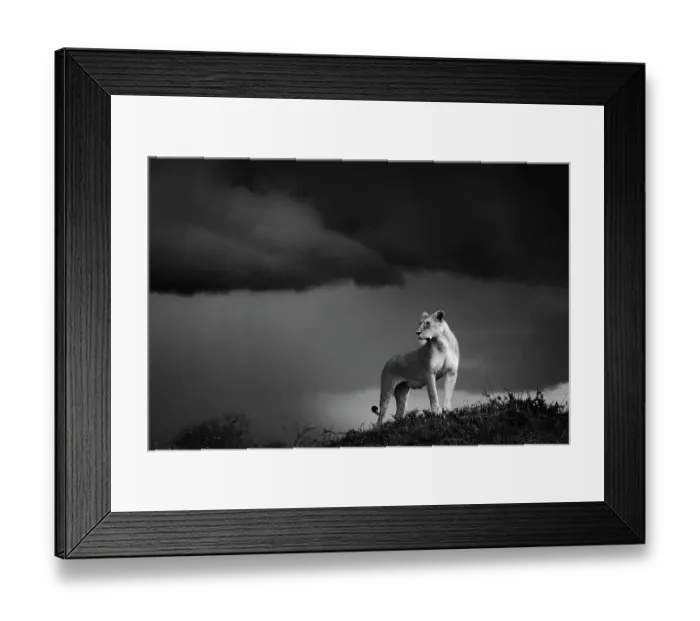 Framed Print : Lioness (Panthera leo) standing on termite mound, Maasai Mara National Reserve, Rift Valley Province, Kenya Framed Print : Lioness (Panthera leo) standing on termite mound, Maasai Mara National Reserve, Rift Valley Province, Kenya