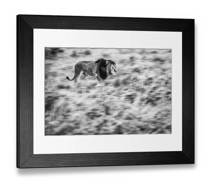 Framed Print : Lion (Panthera leo) walking through high grass, Maasai Mara National Reserve, Rift Valley Province, Kenya Framed Print : Lion (Panthera leo) walking through high grass, Maasai Mara National Reserve, Rift Valley Province, Kenya