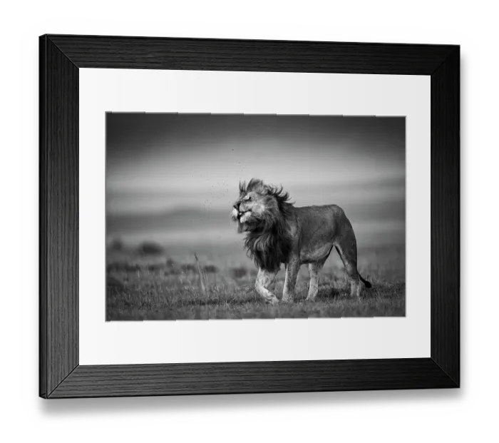 Framed Print : Lion (Panthera leo) shaking off flies, Maasai Mara National Reserve, Rift Valley Province, Kenya Framed Print : Lion (Panthera leo) shaking off flies, Maasai Mara National Reserve, Rift Valley Province, Kenya
