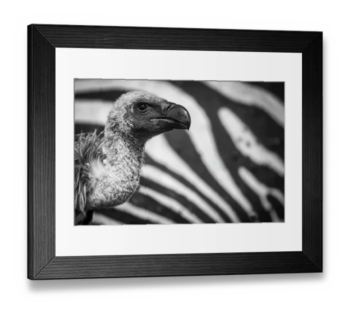 Framed Print : White-backed Vulture (Gyps africanus) feeding on Common Zebra (Equus quagga) carcass, Maasai Mara National Reserve, Rift Valley Province, Kenya Framed Print : White-backed Vulture (Gyps africanus) feeding on Common Zebra (Equus quagga) carcass, Maasai Mara National Reserve, Rift Valley Province, Kenya