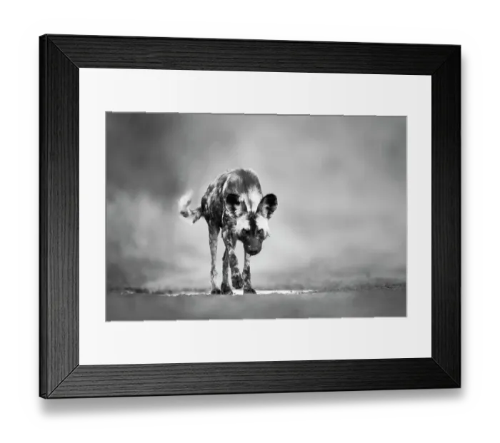 Framed Print : African Wild Dog (Lycaon pictus) closing in, Zimanga Private Game Reserve, KwaZulu-Natal, South Africa