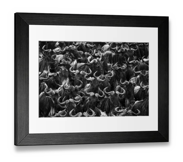 Framed Print : Blue Wildebeest (Connochaetes taurinus) herd crossing river, Maasai Mara National Reserve, Rift Valley Province, Kenya