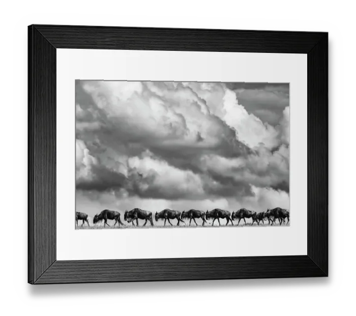 Framed Print : Blue Wildebeest (Connochaetes taurinus) herd migrating, Maasai Mara National Reserve, Rift Valley Province, Kenya Framed Print : Blue Wildebeest (Connochaetes taurinus) herd migrating, Maasai Mara National Reserve, Rift Valley Province, Kenya