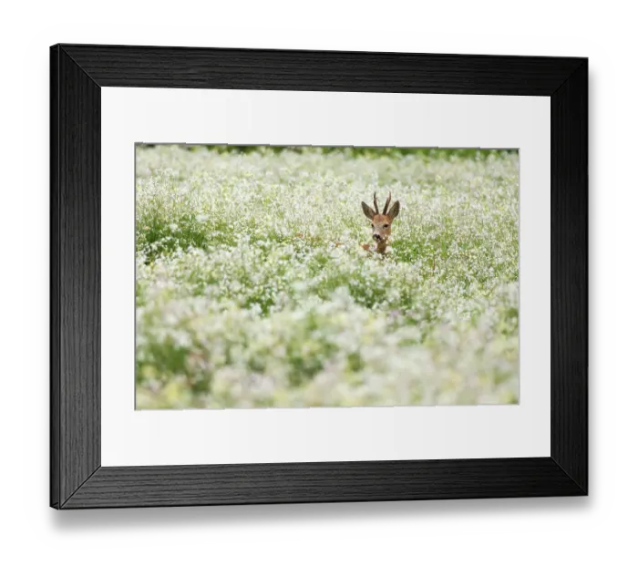 Framed Print : European Roe Deer (Capreolus capreolus) buck in a field of flowering Buckwheat (Fagopyrum esculentum), Utrecht, The Netherlands Framed Print : European Roe Deer (Capreolus capreolus) buck in a field of flowering Buckwheat (Fagopyrum esculentum), Utrecht, The Netherlands