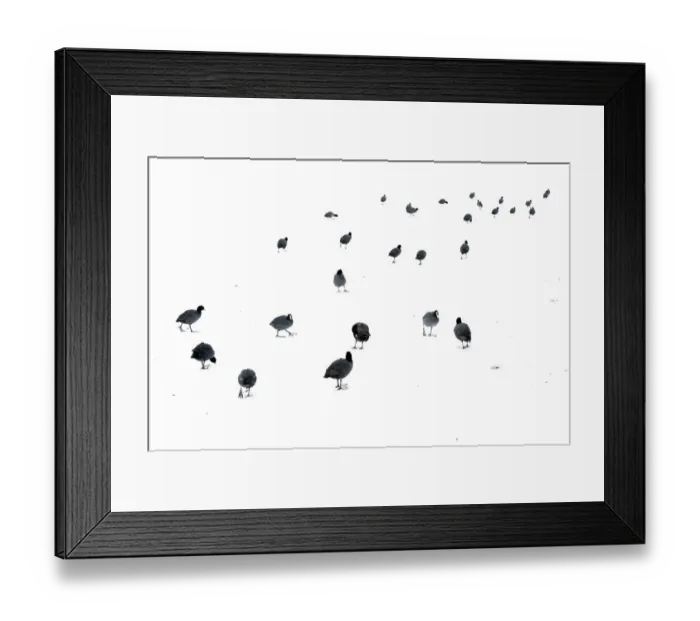 Framed Print : Common Coots (Fulica atra) walking on ice covered with a layer of snow, Park Ekkerswijer, Eindhoven, Noord-Brabant, The Netherlands - Highly Commended in the Nature in Black Framed Print : Common Coots (Fulica atra) walking on ice covered with a layer of snow, Park Ekkerswijer, Eindhoven, Noord-Brabant, The Netherlands - Highly Commended in the Nature in Black