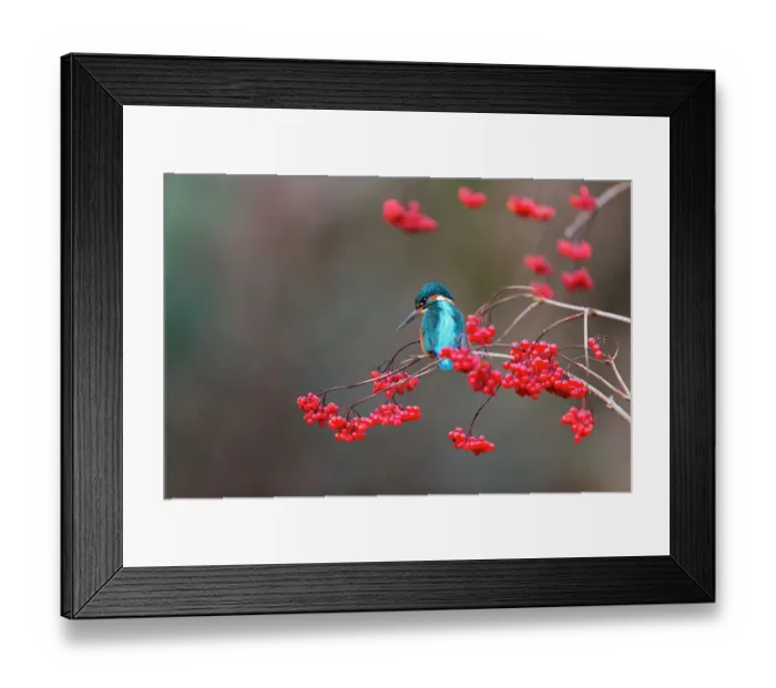 Framed Print : Common Kingfisher (Alcedo atthis) adult male perched on Guelder Rose (Viburnum opulus) twig with berries, Suffolk, England Framed Print : Common Kingfisher (Alcedo atthis) adult male perched on Guelder Rose (Viburnum opulus) twig with berries, Suffolk, England