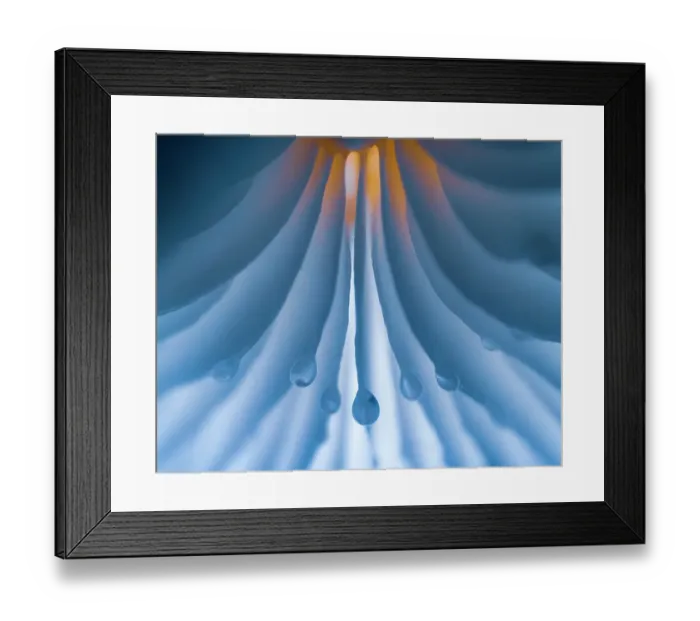 Framed Print : Porcelain Fungus (Oudemansiella mucida) close up of raindrops hanging from the lamellae at the underside of the cap, Philips de Jongh park, Eindhoven, Noord-Brabant, The Netherlands Framed Print : Porcelain Fungus (Oudemansiella mucida) close up of raindrops hanging from the lamellae at the underside of the cap, Philips de Jongh park, Eindhoven, Noord-Brabant, The Netherlands