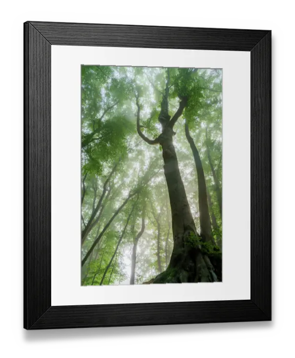 Framed Print : European Beech (Fagus sylvatica) forest, St Jansberg, Limburg, The Netherlands - Honorable Mention in the Landscape, Weather and Natural Phenomena category of the Groene Camera 2022 photo contest Framed Print : European Beech (Fagus sylvatica) forest, St Jansberg, Limburg, The Netherlands - Honorable Mention in the Landscape, Weather and Natural Phenomena category of the Groene Camera 2022 photo contest