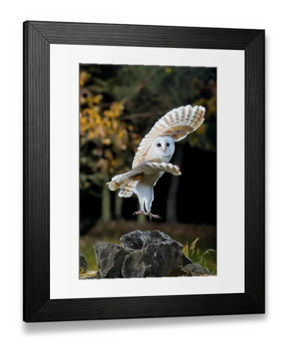 Framed Print : Barn Owl (Tyto alba) taking flight at night, Lee Valley, England, United Kingdom Framed Print : Barn Owl (Tyto alba) taking flight at night, Lee Valley, England, United Kingdom