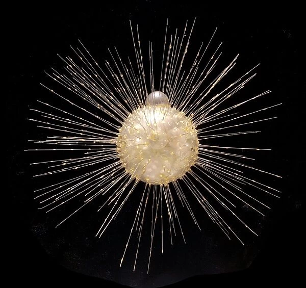 Actinophrys sol, heliozoan