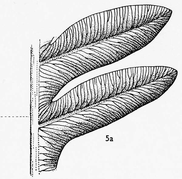 Alethopteris serli (Brongniart), Pteridosperm