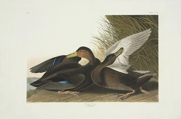 Anas rubripes, American black duck