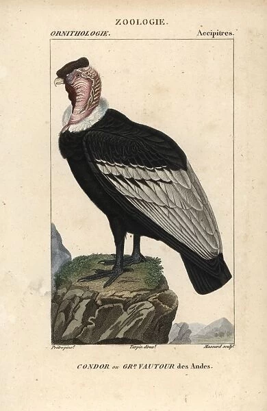 Andean condor, Vultur gryphus, near threatened