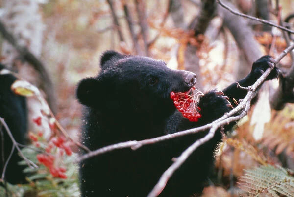 Asiatic Black BEAR - eating berries
