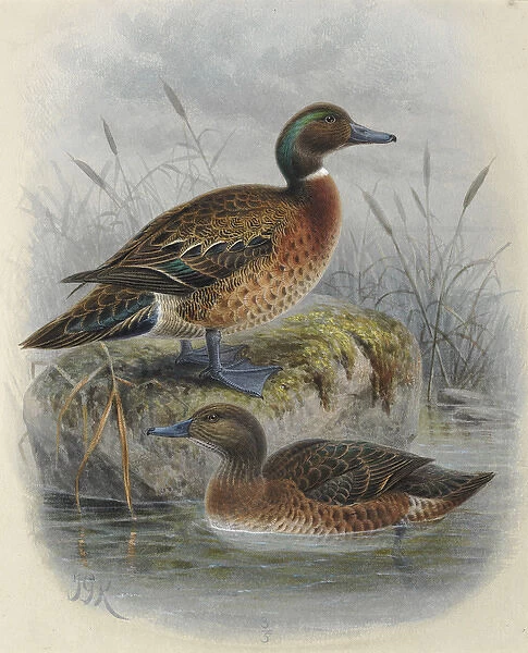 Auckland Island Teal (male) and Brown Teal