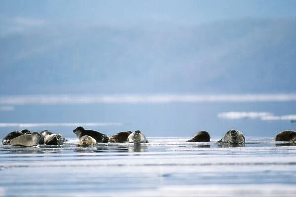 Baikal  /  Nerpa Seal - endemic to lake Baikal