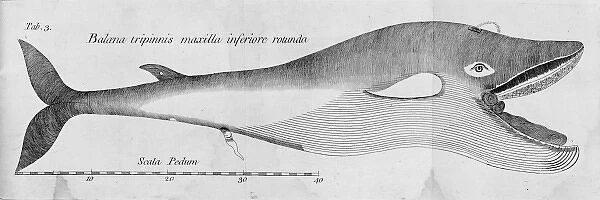 Balaena mysticetus, bowhead whale