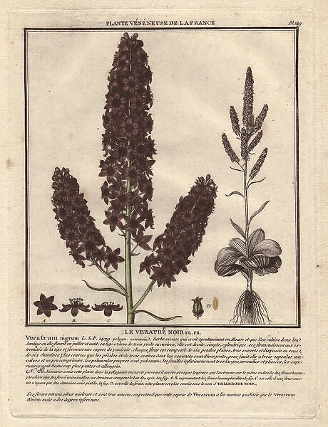 Black hellebore, medicinal and poisonous plant