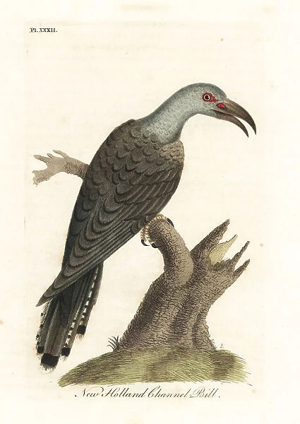 Channel-billed cuckoo, Scythrops novaehollandiae