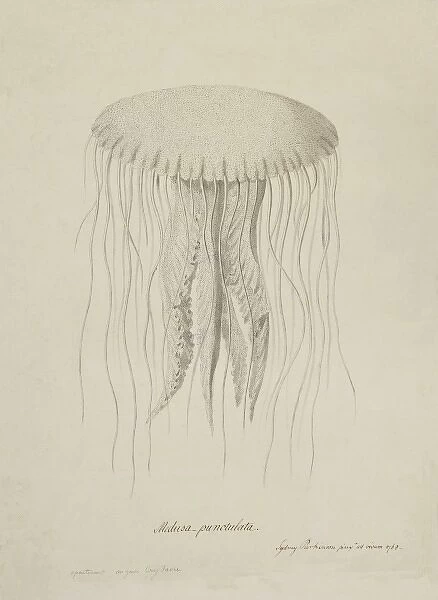 Chrysaora quinquecirrha, sea nettle jellyfish