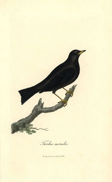 Common blackbird, Turdus merula