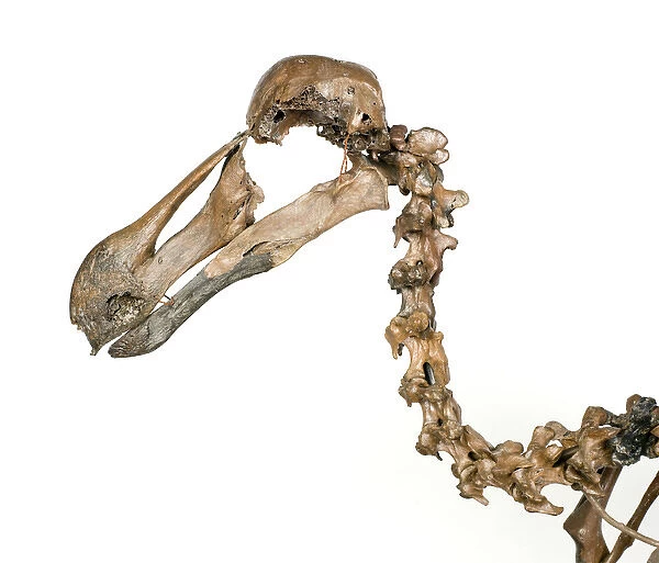 Dodo skeleton, Raphus cucullatus
