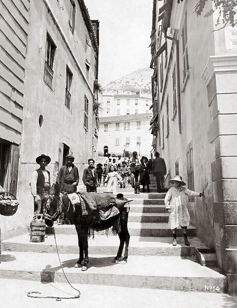 Donkey in Gibraltar street, c. 1890 s