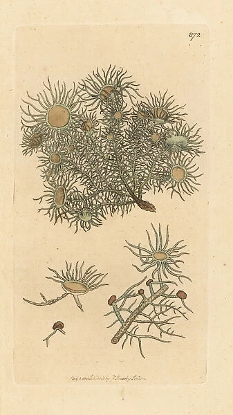 Flowery lichen, Usnea florida