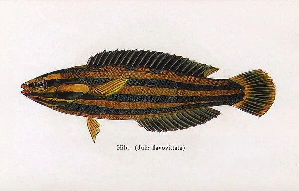 Hilu, Fishes of Hawaii