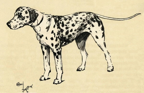 Illustration by Cecil Aldin, a Dalmatian