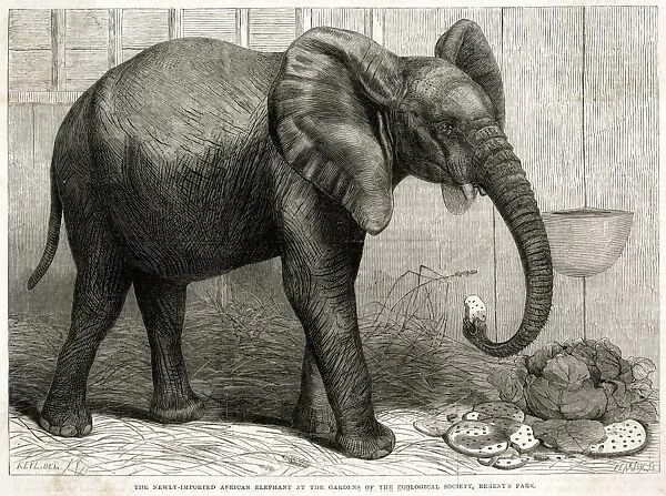 Jumbo the elephant at Regents Park, 1865
