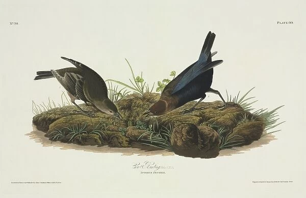 Molothrus ater, brown-headed cowbird