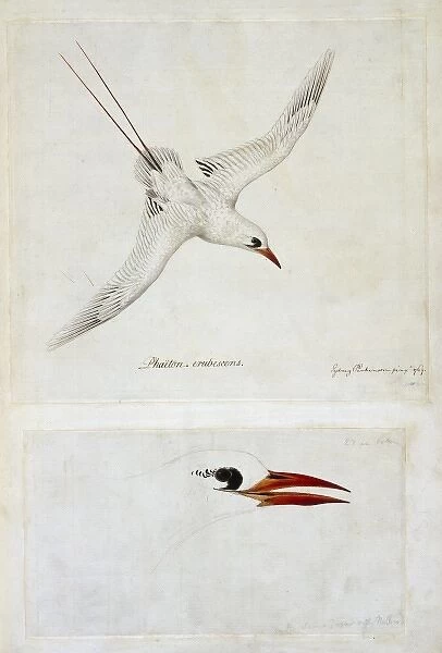 Phaethon rubricauda, red-tailed tropicbird