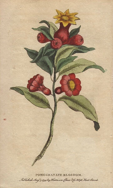 Pomegranate blossom, Punica granatum