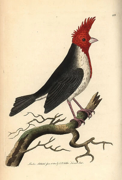Red-crested cardinal, Paroaria coronata