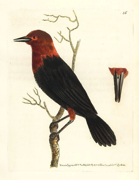 Scarlet-headed blackbird, Amblyramphus holosericeus