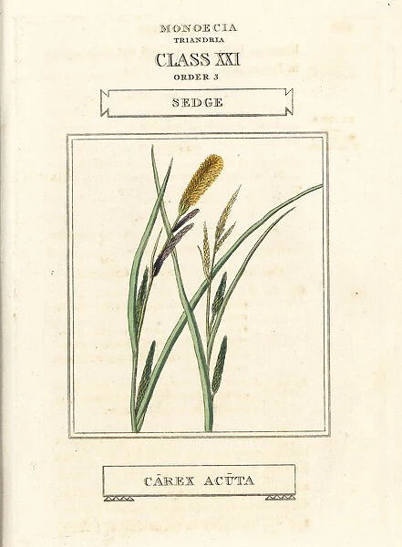 Sedge, Carex acuta