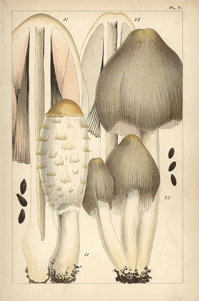 Shaggy ink cap and common ink cap mushroom