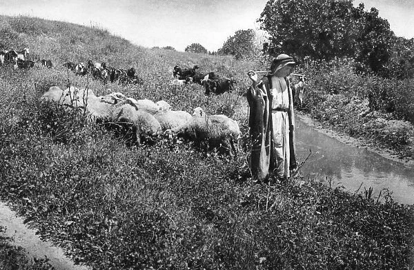 Shepherd with sheep and goats, Holy Land
