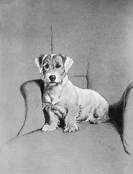 Small terrier sitting in a chair